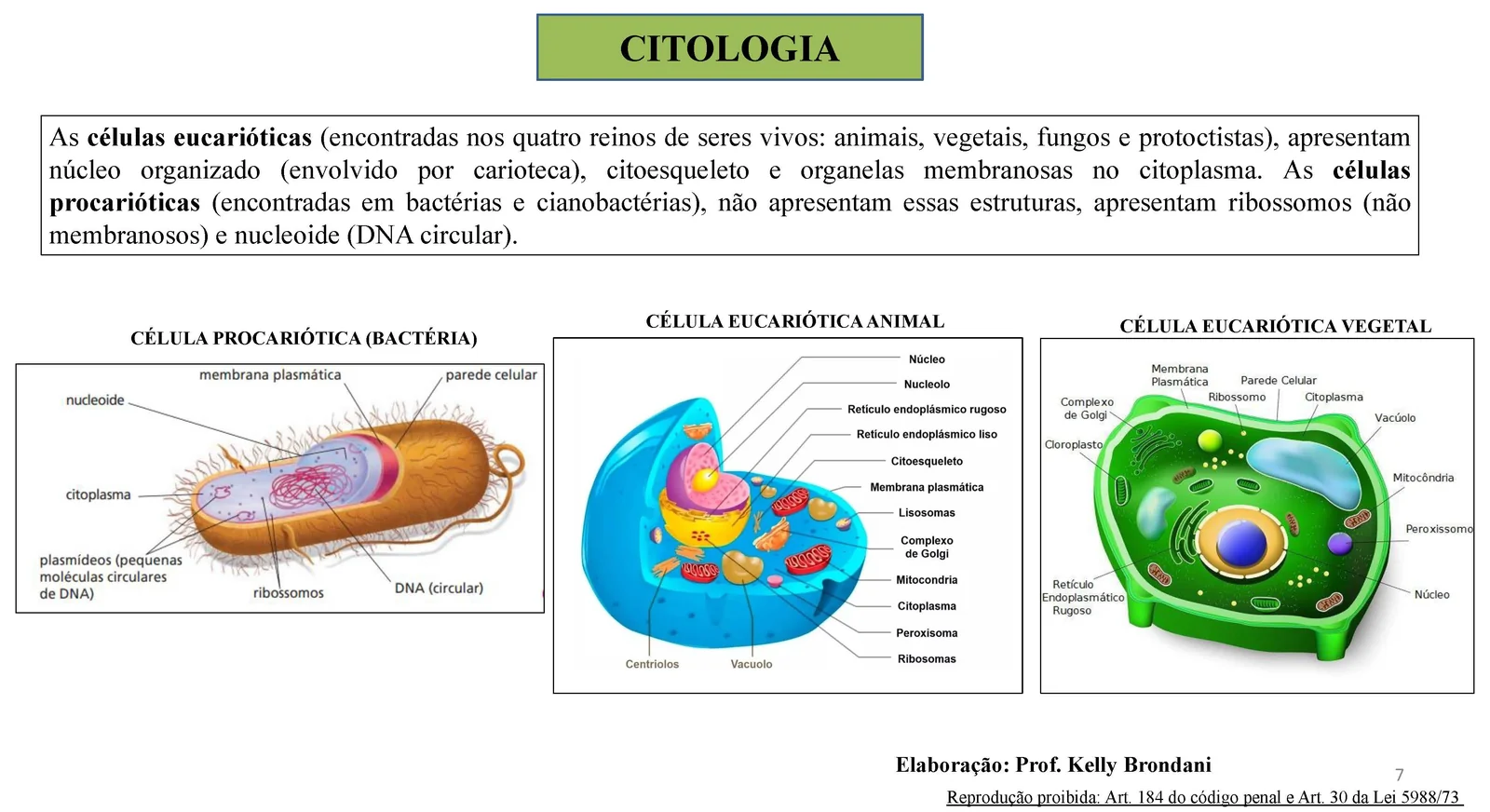 Página 7 — Citologia: células eucarióticas e procarióticas, com ilustrações da célula procariótica (bactéria), célula eucariótica animal e célula eucariótica vegetal