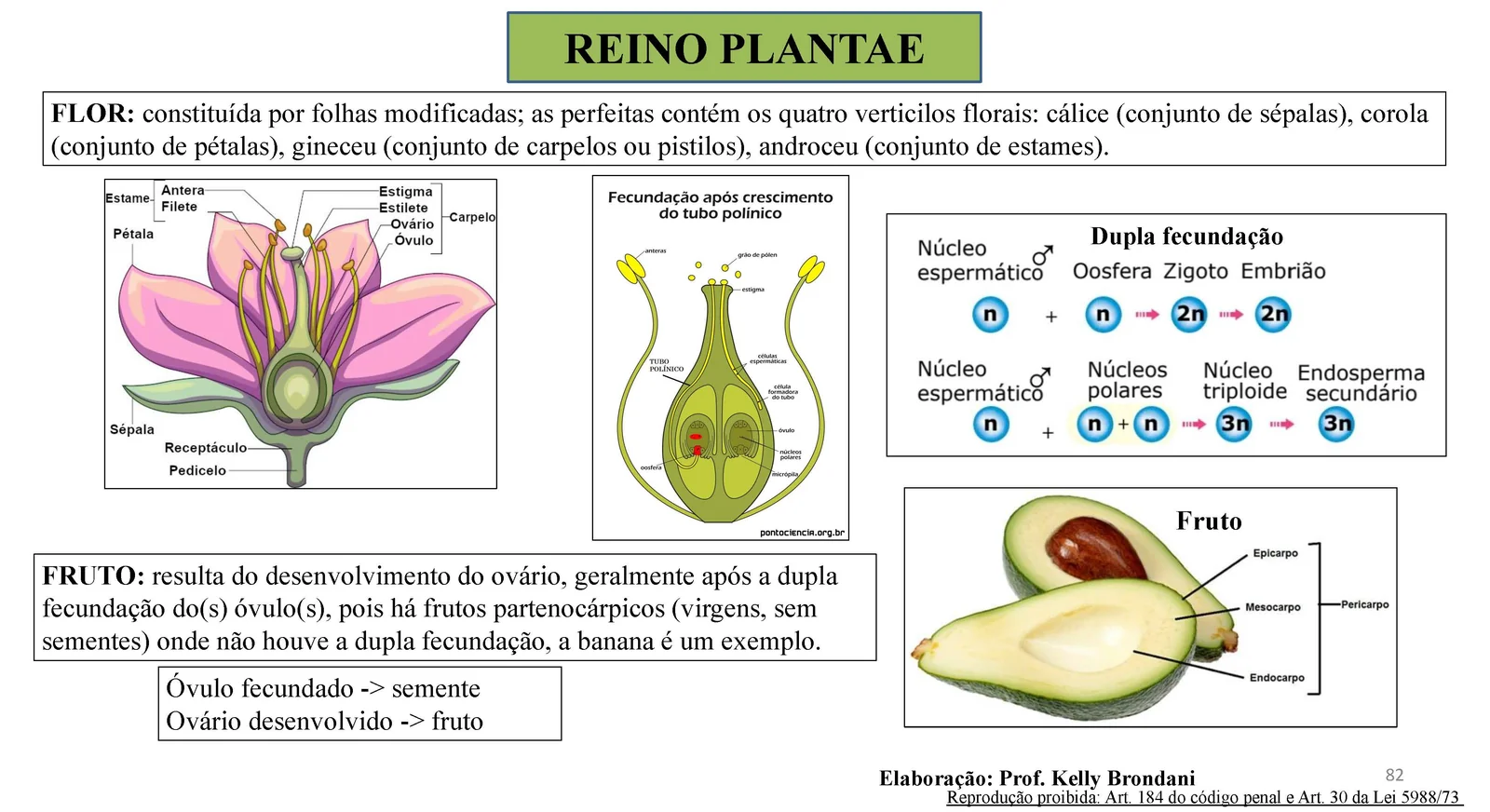 Página 82 — Reino Plantae: estrutura da flor, dupla fecundação e formação do fruto, com ilustração do abacate e seu pericarpo