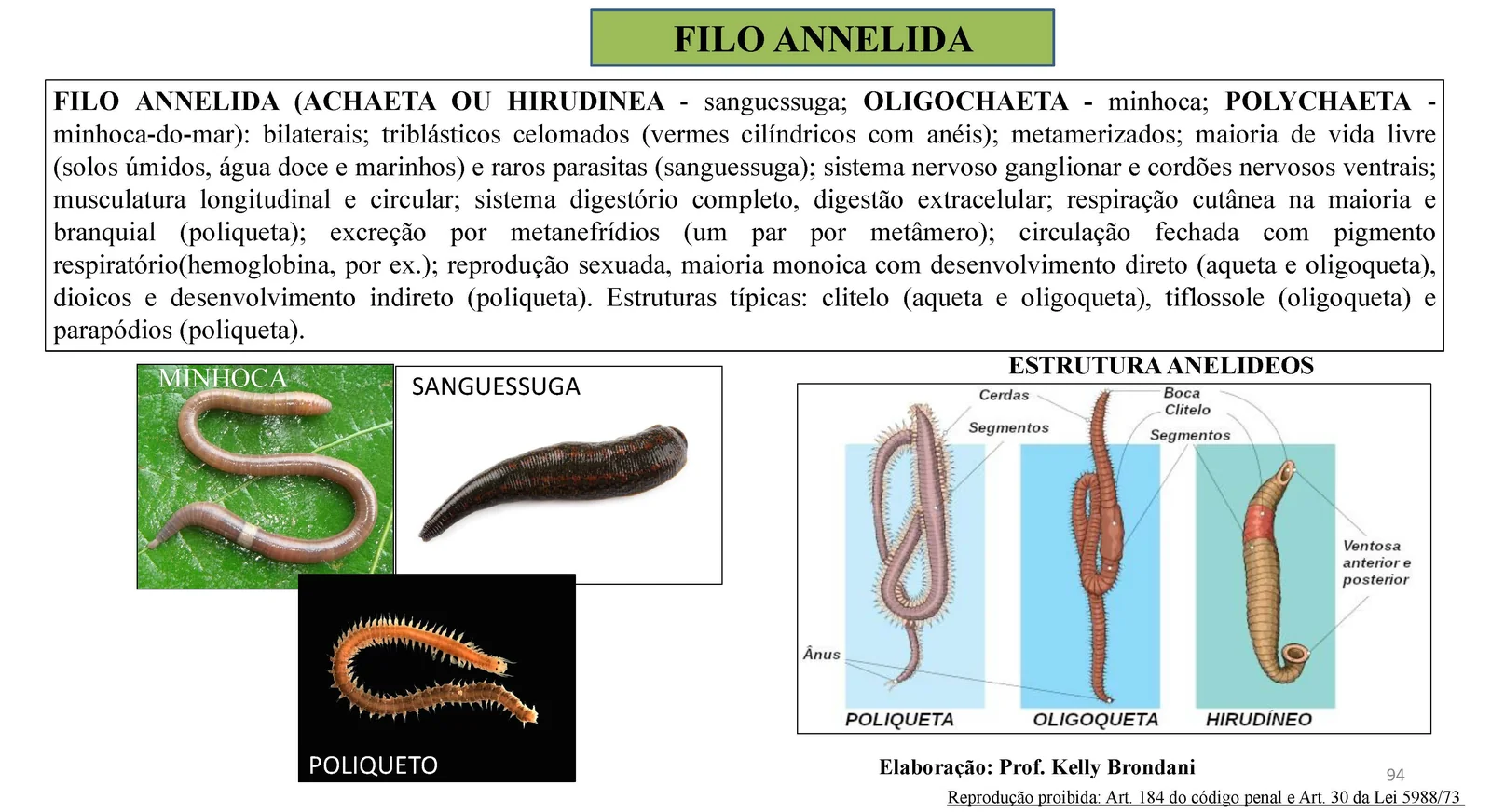 Página 94 — Filo Annelida: características de poliquetas, oligoquetas e hirudíneos, com fotos de minhoca, sanguessuga e poliqueto
